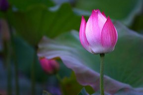 pink lotus